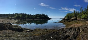 baleines nouveau-brunswick