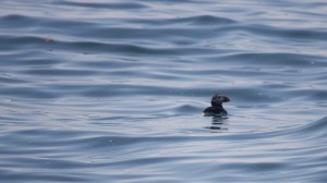 baleines nouveau-brunswick